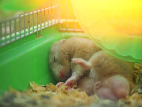 uyuyan hamster 