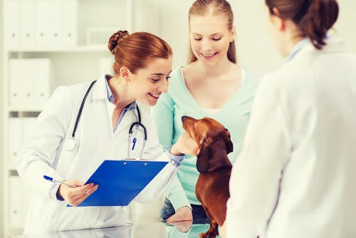 veteriner kontrolündeki köpek