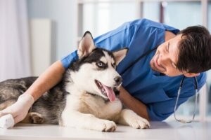 Veterinerde bir köpek