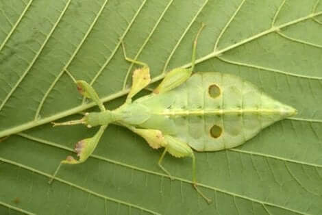 yaprak böceği