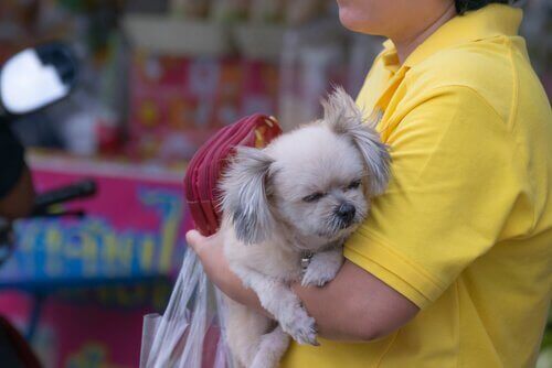 Caracas'ta Köpek Satan Yasa Dışı Pet Shoplar