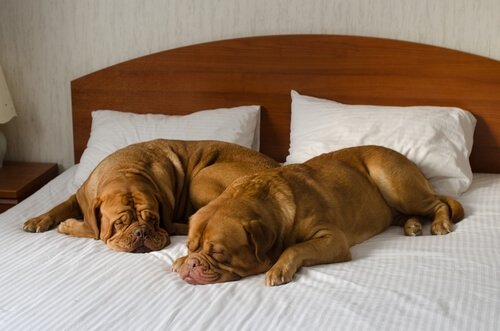 yatakta uyuyan köpekler