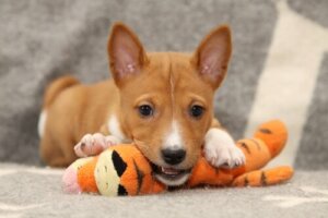 Büyük Tartışma: Köpekler Prozac Kullanmalı Mı?