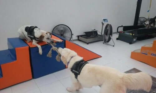 Body Dog: İlk Köpek Spor Salonu