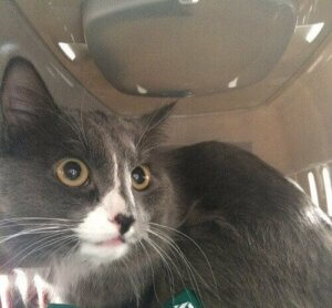 Aylık Maaşı 520 Dolar Olan Rus Kedisi Bársik İle Tanışın