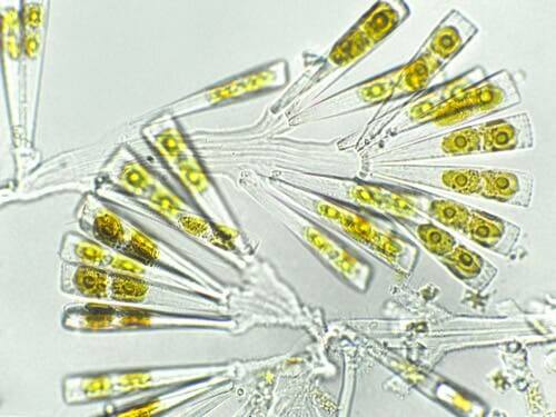 Mikroskopta incelenen alg molekülü