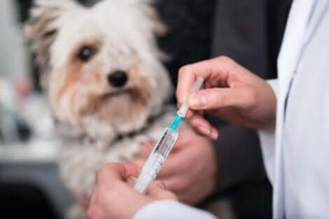 aşı olan köpek