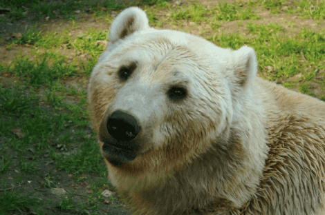 beyaz grolar ayısı