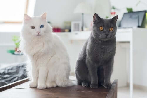 siyah ve beyaz kedi masanın üstünde oturuyor