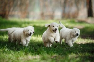 Köpeklerde İlk Sosyalleşme: Köpeğiniz Yeteri Kadar Sosyal Mi?