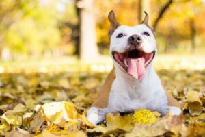 Köpek sağlığı