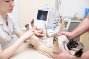 Ultrasona girmiş bir dişi köpek