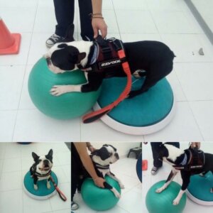 Body Dog salonunda bir köpek