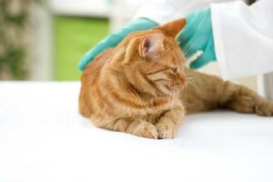 Evcil Hayvanınız İçin Hangi Aşılar Zorunludur Öğrenin