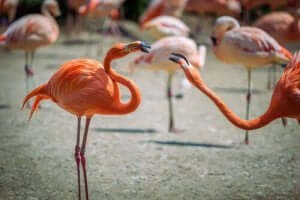 flamingolar: hayvanlar arasındaki rekabet