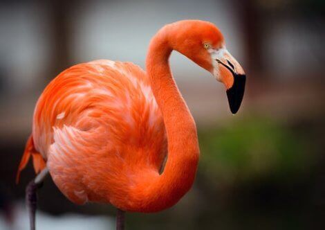 pembe flamingo