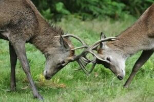 Otçul Hayvanlar Arasındaki Rekabet