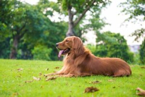Büyük Köpek Cinslerine Nasıl Bakılır?