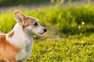 Evcil Hayvan Sağlığı: Hayvanlar Güneşte Yanabilir Mi?
