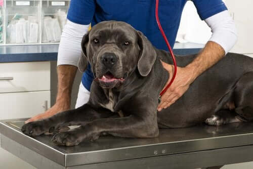 Hayvan Sağlığı: Dişi Bir Köpek Ultrasona Girebilir Mi?