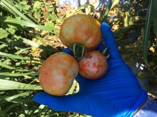 Elinde hasta domatesler tutan çiftçi