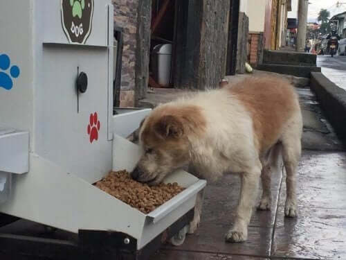 otomattan mama yiyen köpek ve köpekler için mama otomatları