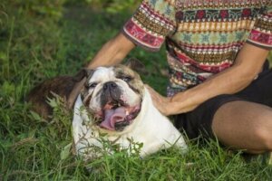 Sahibinin yanında kalkık burunlu bir köpek