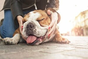 Kalkık Burunlu Köpekler Diğerlerinden Daha Mı Sevecen?