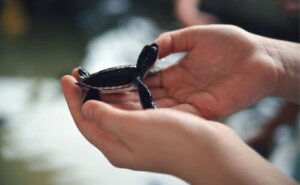 Kurtarılan Hayvanlarda Basımlama