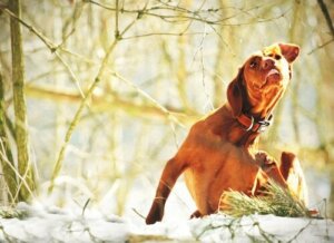 Köpeklerde İç Ve Dış Parazitler