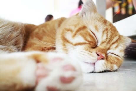 uyuyan kedi