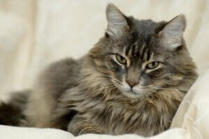 Kedinizin Tüyleri Hakkında Her Şeyi Öğrenin