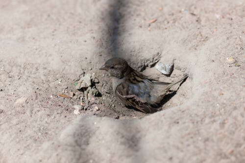 Toz banyosu yapan serçe