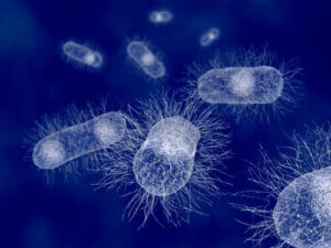 Koli Basili: Memelilerin Bakterileri