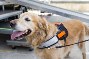 Köpeğinizin Zekasını Nasıl Uyarırsınız