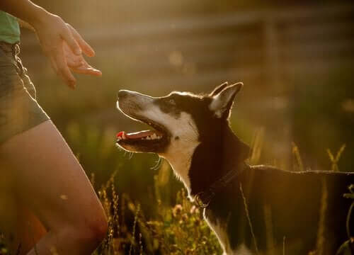 ağzı açık köpek sahibine bakıyor ve köpekler diyabeti nasıl tespit edebiliyor