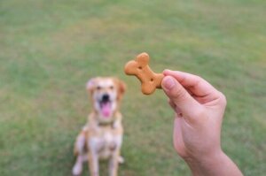 Ödül mamasına bakan köpek