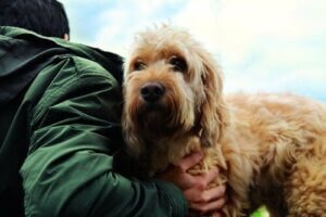 Köpek İle İnsan Arasındaki Dostluğun Sırları