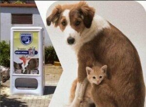 Dünyanın Farklı Noktalarında Köpekler İçin Mama Otomatları
