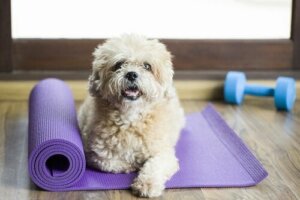 Köpek Spor Salonlarından Haberiniz Var Mı?