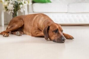 Köpeklerde Kötümserlik Tehlikelidir