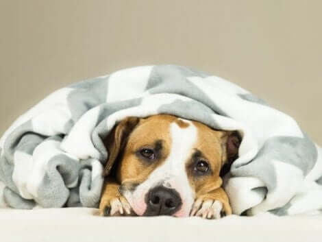 köpeklerde soğuk algınlığı belirtileri