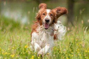 Köpeğinizi Mutlu Etmek İçin Bazı Öneriler
