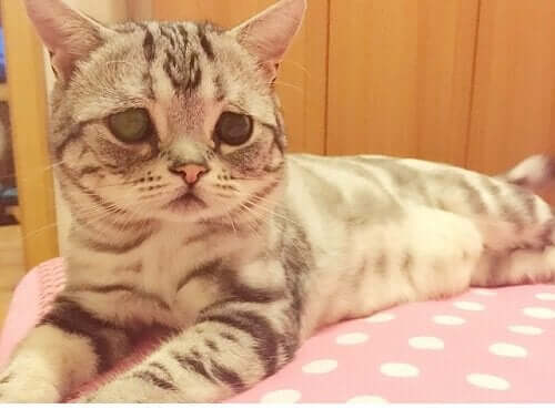 Luhu İle Tanışın: Üzgün Suratlı Kedi Luhu Sosyal Medyada