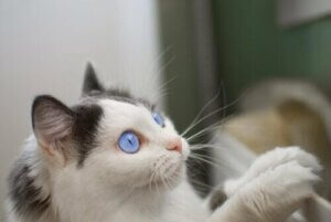 Mavi gözlü bir kedi