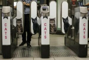 Londra Metrosunda Kediler İçin Reklamlar