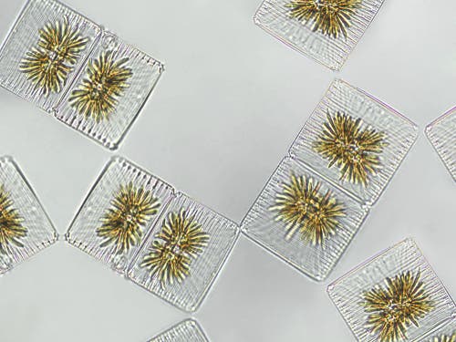 Köpekler için fitoplankton