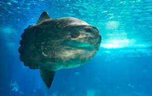 Pervane Balığı (Mola Mola): Dünyadaki En Ağır Balık