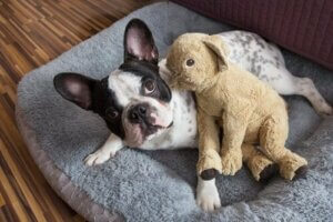 Bir Evcil Hayvanın Ortak Velayeti Olabilir Mi?