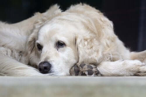 beyaz, patisini gösteren köpek ve köpeklerde artrit